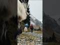 Wandern in den Bergen mit Ziegen #short #mountain #love #goats #adventure