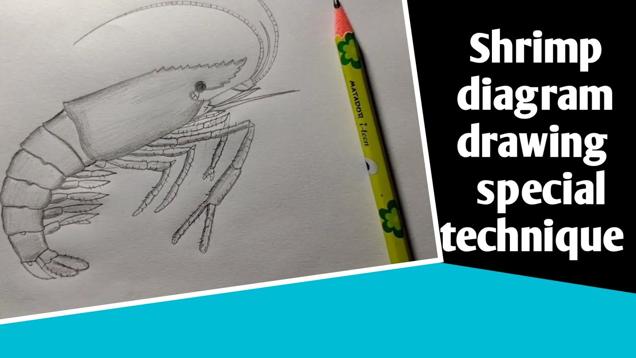 Shrimp diagram in a simple way(Official) চিংড়ি মাছের চিত্র অংকন।HSC ...