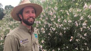 Arboretum Feature | Desert Willow