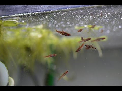ada-60p-|-eriocaulon-planted-tank-|-2016-april-|-chili-rasbora-4k