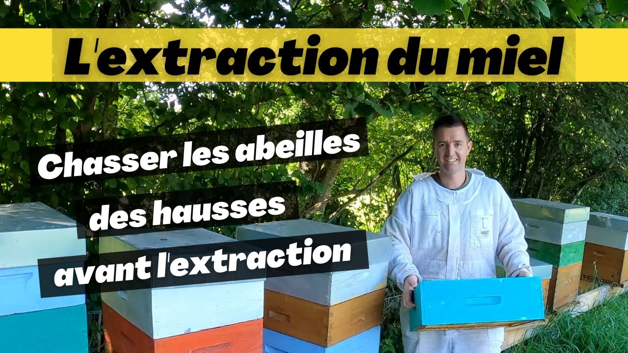 Comment retirer les abeilles des hausses avant l'extraction du miel ?