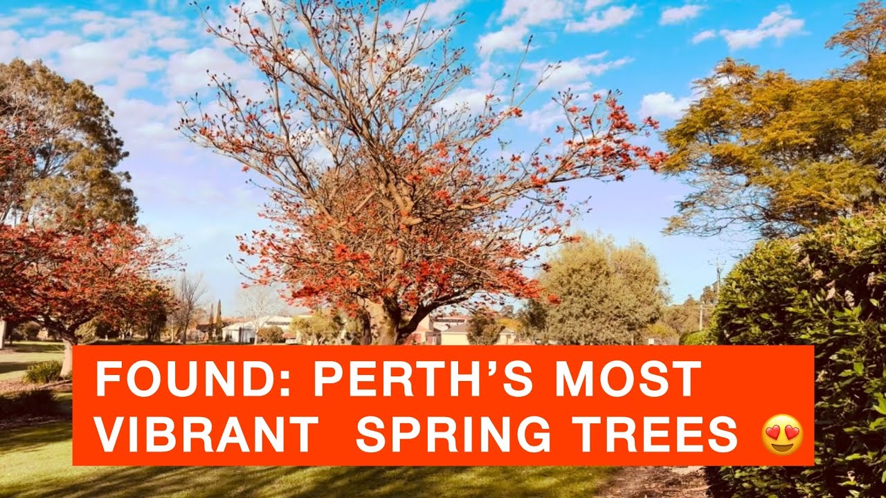 Tree Spring Perth WA Spring Coral Trees | Perth Suburb Walk | Perth Life and Living WA ...