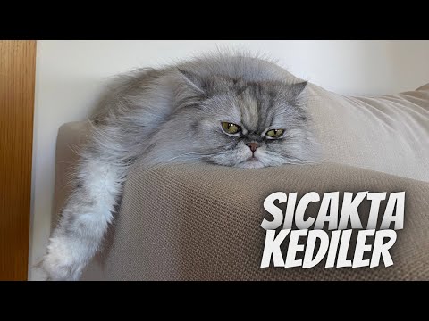 Video: Sıcak Havalarda Kedi Bakımı Nasıl Yapılır?