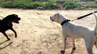 Dogo Argentino vs Rottweiler Gone Wrong (ROTTWEILER Attack human )