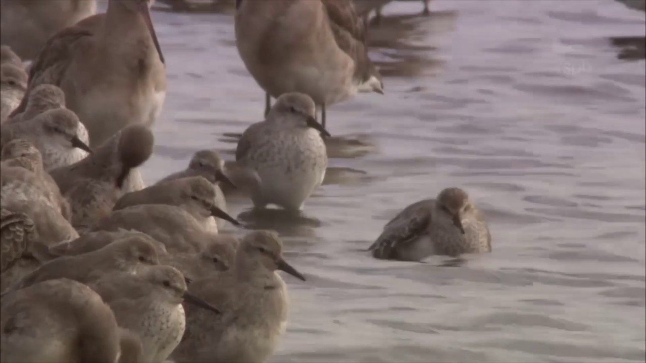 Play: Rebuild Snettisham Hide: a calm coastal watch from the RSPB