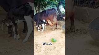 Cow 45 Wali Cow Mix Cow 800000Vews Kaplit Keva Do