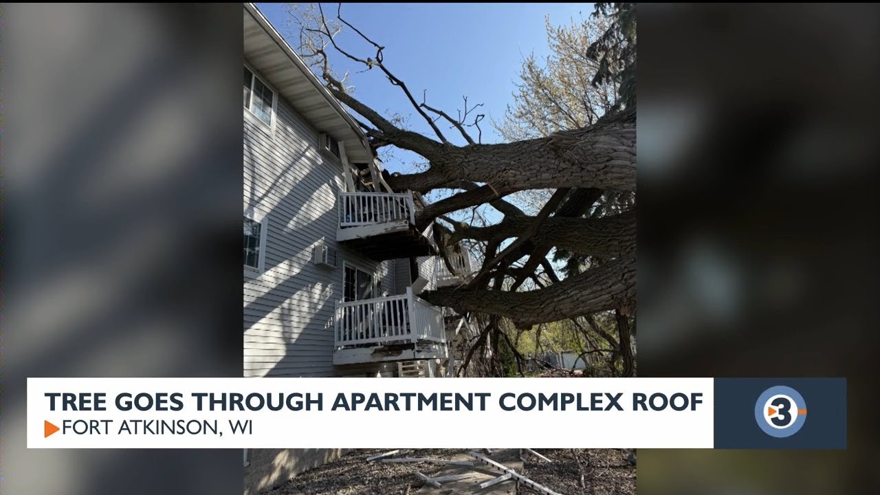 Tree goes through apartment complex roof