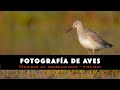 Capitulo 13 - Fotografía de Aves - Pichicuy