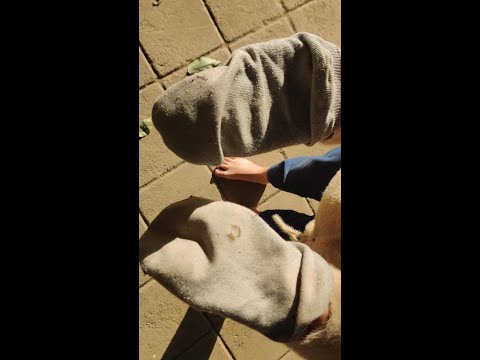 Cici wears only socks to class, and when they get dirty, she takes them off and goes barefoot