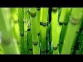 Посадка и уход за декоративным бамбуком. GuberniaTV