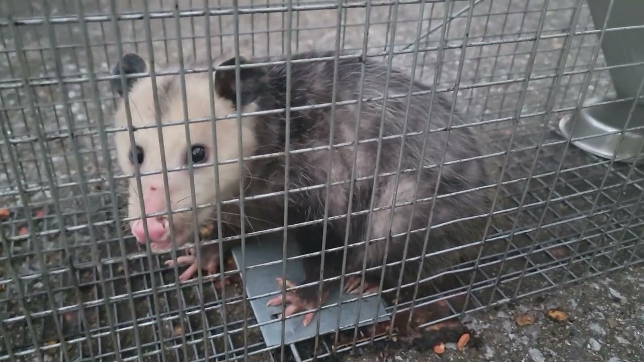 ПОЙМАЛ ЧЕТВЁРТОГО ОПОССУМА ЗА МЕСЯЦ! 