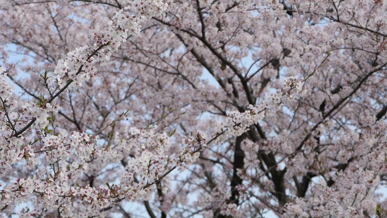 桜 動画素材 チャンネル登録で著作権フリー 商用可 Hd 04 Youtube