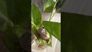 Grey Tree Frog's Song