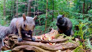 Cat & Dog TV: 2 Hours of Squirrels Foraging and Chattering on Ancient Fallen Trees (4K)