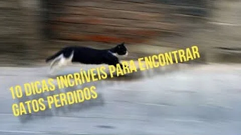 Como pegar meu gato que fugiu?