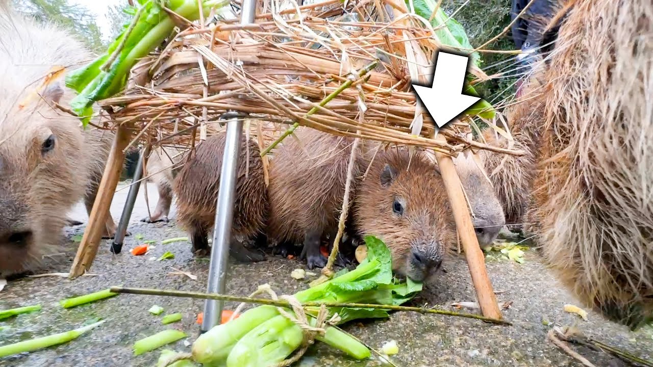 カピバラ子 Baby capybaras fighting in the open-air bath are so cute