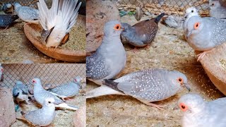 China deov's family Bliss china's Cutest bird's enjoy mealtime Together! #video #lovebirds #baby