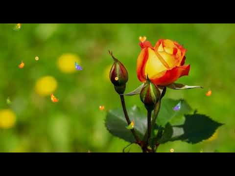 Hridayam oru veenayay whatsapp status 