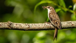 Springwatch Wildlife Live Cameras 🦊🐝 | BBC Earth