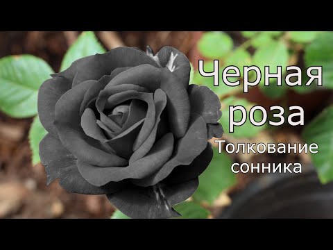 Черная роза - толкование сонника