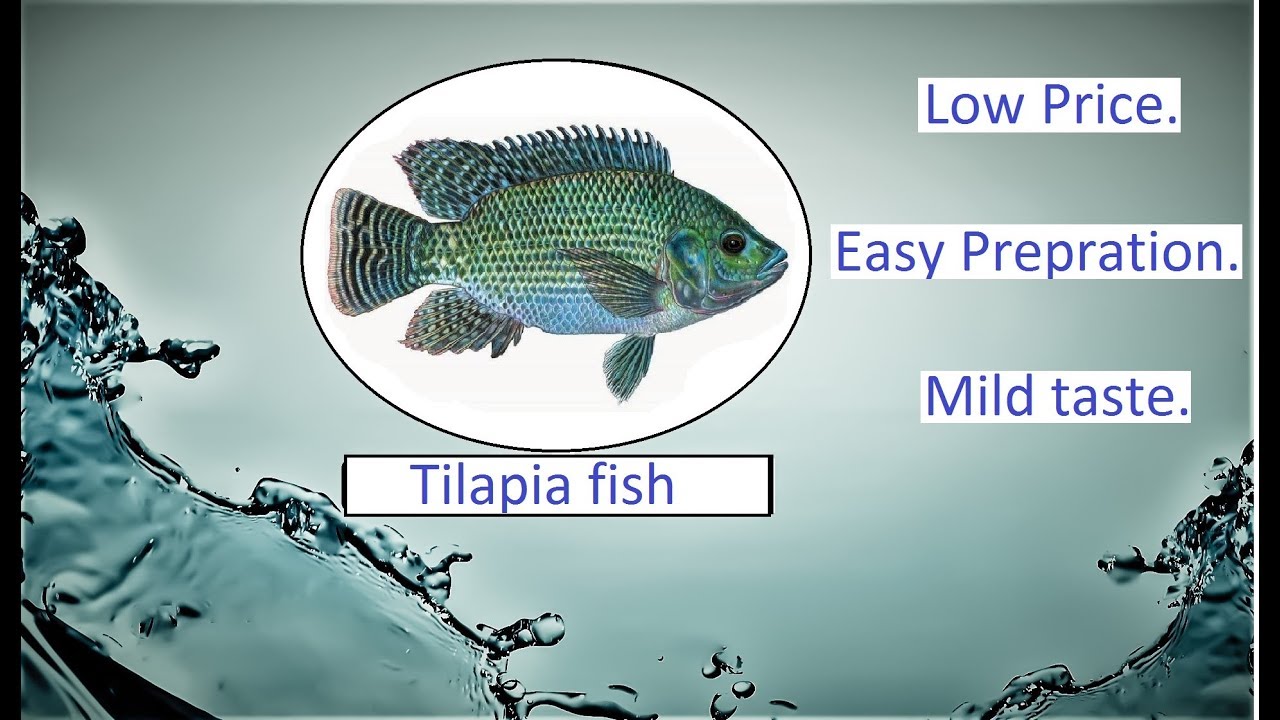 Tilapia Fish Farming Gaurav's Fisheries. YouTube