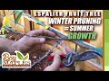 Espalier Fruit Tree Pruning Tips