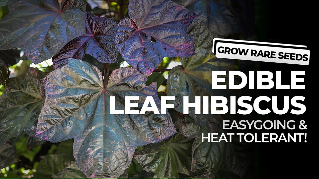 GROW RARE SEEDS Edible Leaf Hibiscus Easy Going and Heat Tolerant