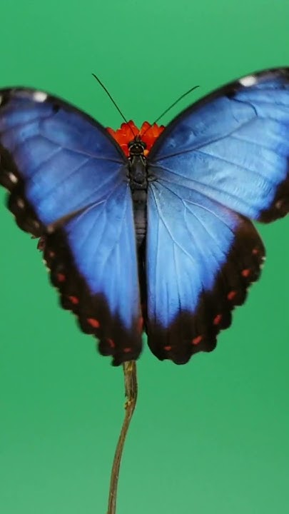 8 Fakta Menarik Kupu-Kupu