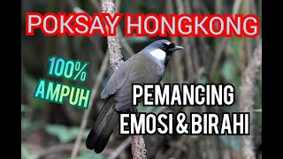 POKSAY HONGKONG GACOR DOR CARI MUSUH