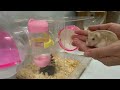 Hamster: Dọn chuồng cho em trà sữa🐹