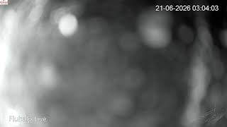 Fluhalp Zermatt Live Stream