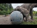 Baby Elephant Tula-Tu Turns One
