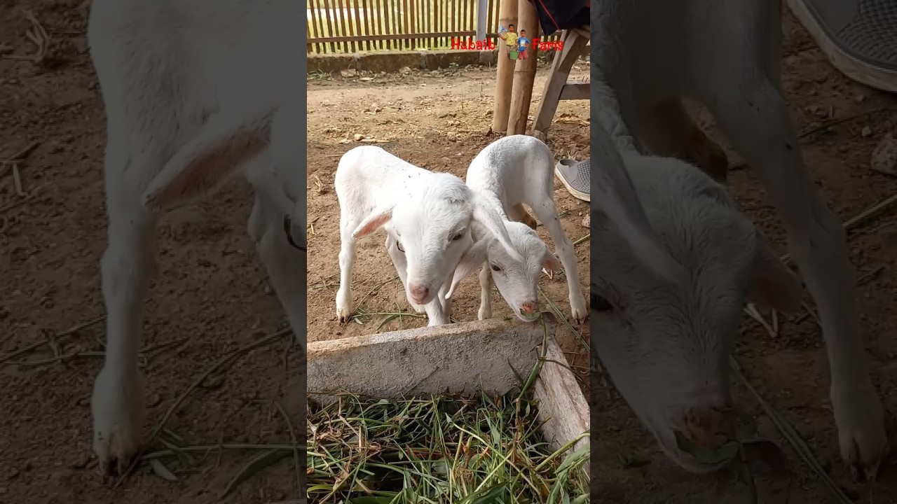 Kumpulan Kambing Embek Domba Lucu #mbek #mbe #embekembek