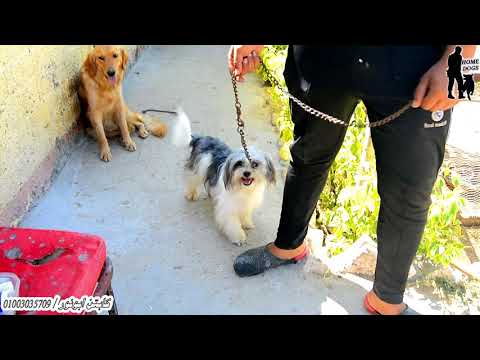 كلاب ب ٦٠٠ جنيه وب ٥٠٠ جنيه فى مزرعتنا خلى الناس تربي بأقل الاسعار 