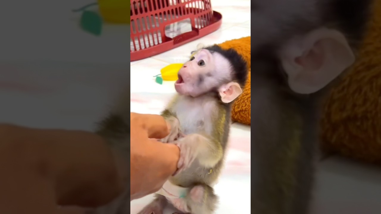 “STOP! You HAVE to See Baby Monkey Cici’s Hilarious Mischief! 🐒😂💖”