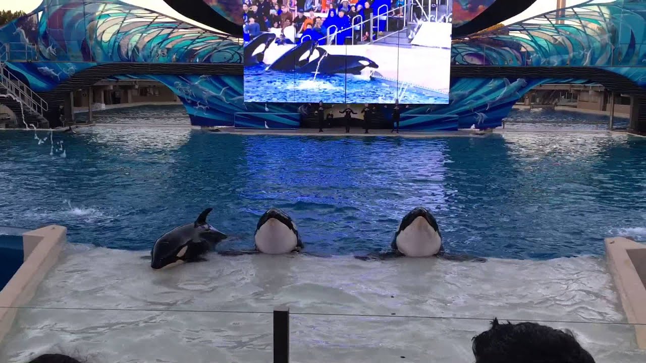 SeaWorld San Diego - One Ocean (2016) - YouTube