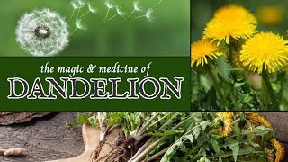 The Magic & Medicine of Dandelion