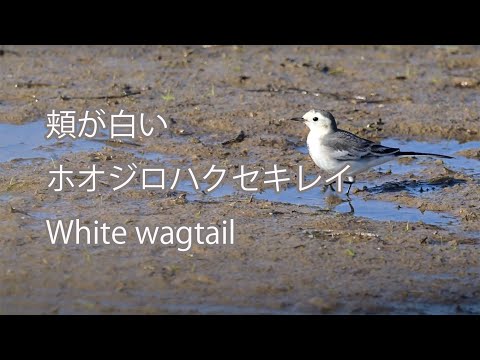 【頬が白い】ホオジロハクセキレイ White wagtail