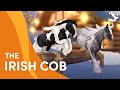 Irish cob