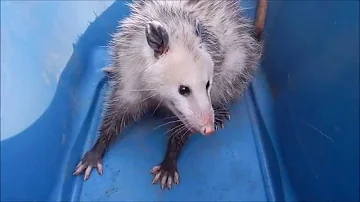 Do baby possums bite?