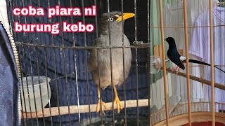 kokeksi burung dan kandang di ruang tempat tidur😅 by ACUNK FLOG 38,544 views 8 months ago 17 minutes