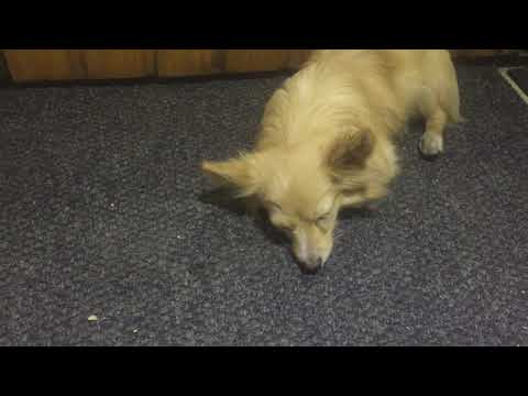 Video: Tulburare Anormală A Pleoapelor Câinilor - Tulburare Anormală A Pleoapelor La Câini