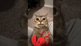 CUTE CAT #cat #cute #cats #catshorts #catvideos #funny #viral #shorts #trending #viral #fyp #foryou