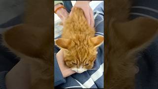 Funny Cats 😺 Episode 128 #Shorts