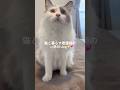 猫と暮らす看護師の休日vlog🐱‪💞‬