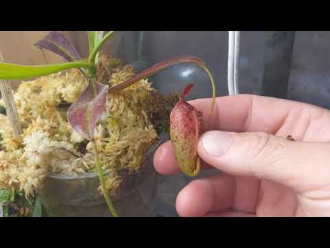 Video: Nepentes (Nepenthes) - Insektivorna Biljka, Vrsta, Uvjeti Zadržavanja, Presađivanje, Razmnožavanje