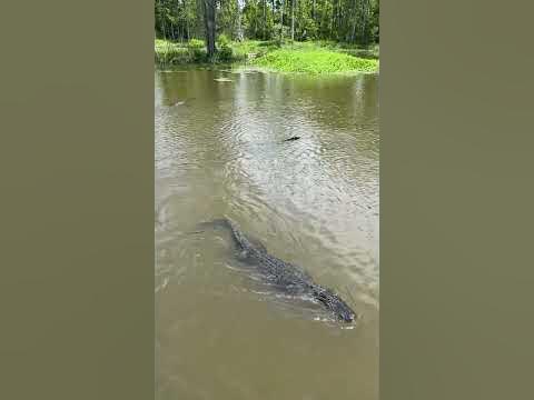 Crocs or alligators in Louisiana? 🐊#bayou #louisiana #wildlifeanimals #