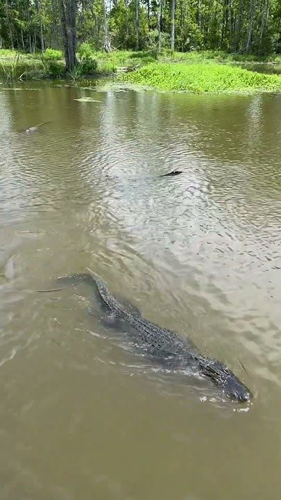 Crocs or alligators in Louisiana? 🐊#bayou #louisiana #wildlifeanimals #