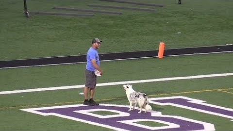 Record Setting Catch! 96 yard Frisbee dog catch during halftime performance in Ohio