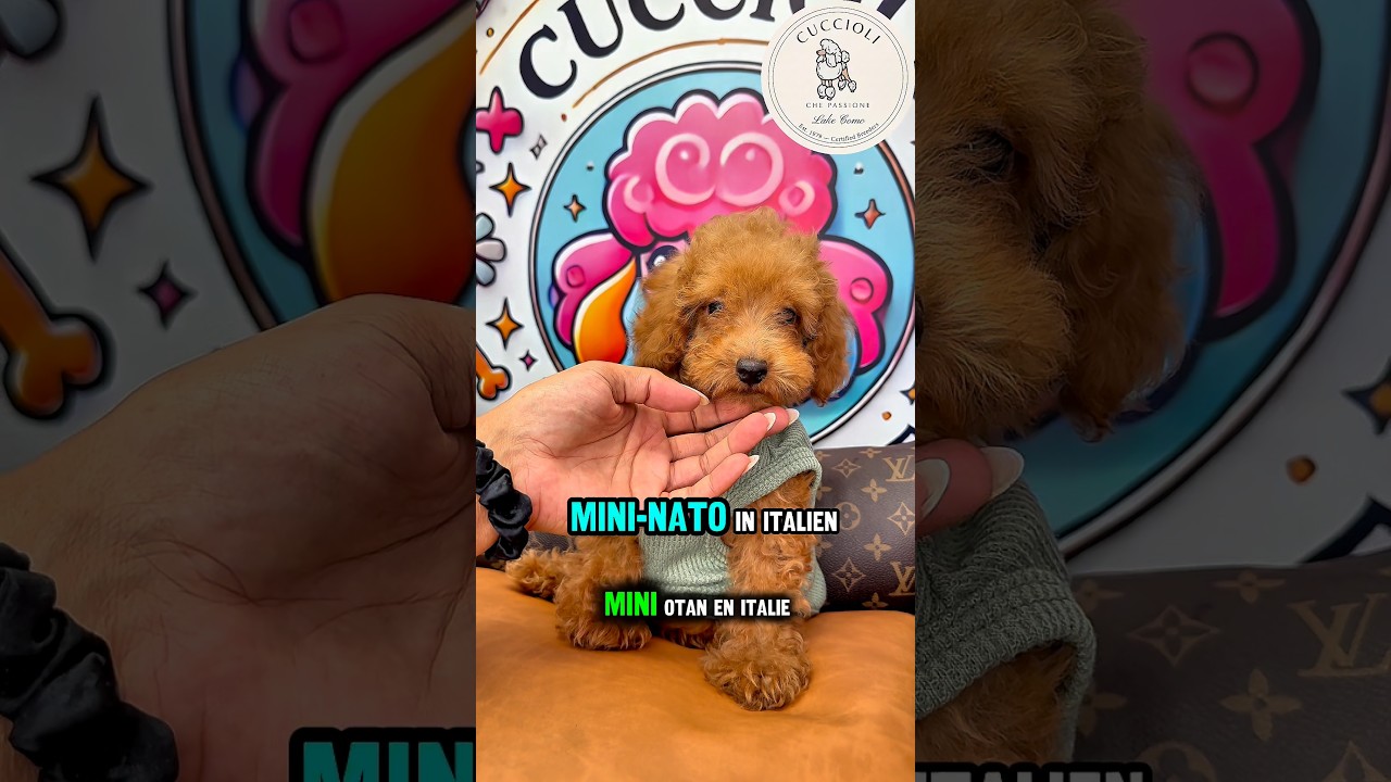 TEDDY — FENOTIPO BARBONCINO TOY